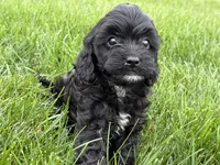 Max, a male Cavapoo for sale in Fredericksburg, OH – 4 of 5