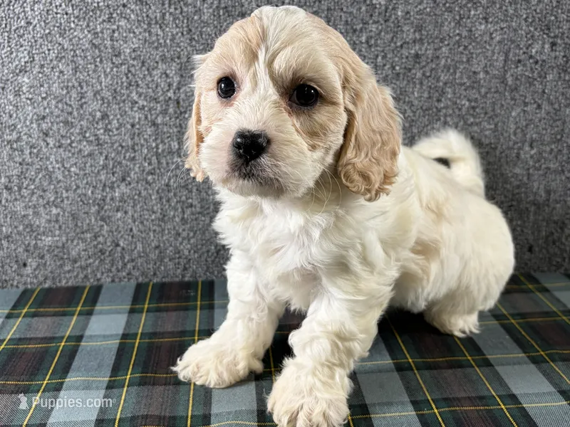 Buttercup – Cavachon puppy for sale in Fredericksburg, OH