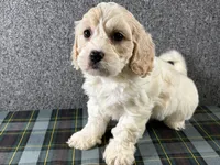 Buttercup, a female Cavachon for sale in Fredericksburg, OH – 1 of 4