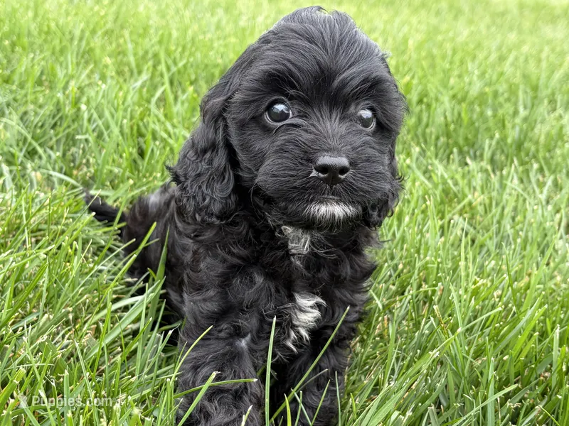 Max – Cavapoo puppy for sale in Fredericksburg, OH