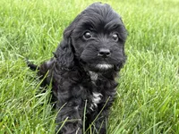 Max, a male Cavapoo for sale in Fredericksburg, OH – 1 of 5