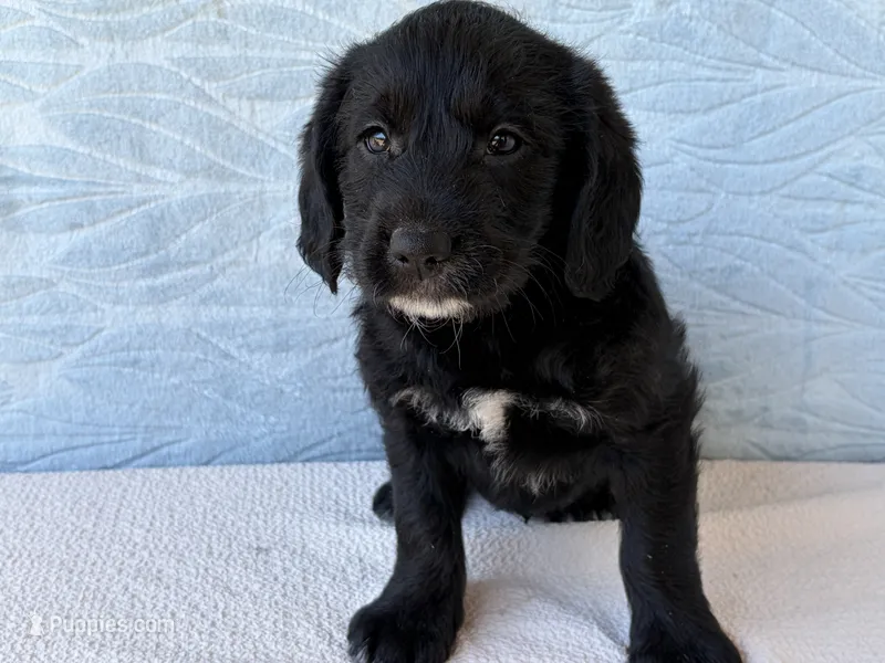Rover – Miniature Labradoodle puppy for sale in Fredericksburg, OH
