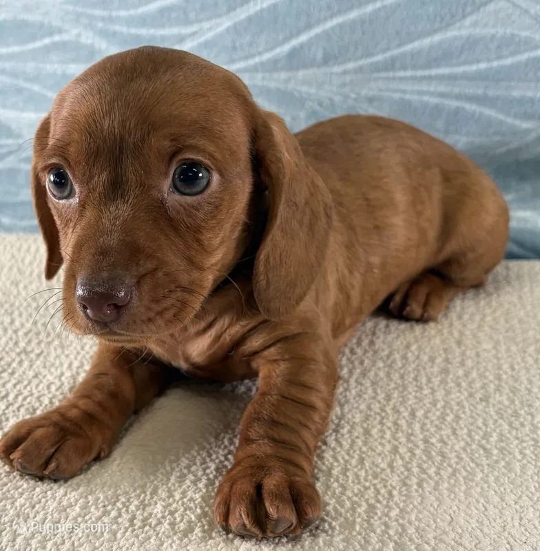 Brook – Miniature Dachshund puppy for sale in Fredericksburg, OH
