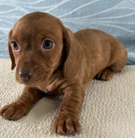 Brook, a female Miniature Dachshund for sale in Fredericksburg, OH – 1 of 4