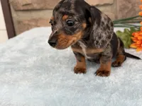 Barbie, a female Miniature Dachshund for sale in Fredericksburg, OH – 2 of 4