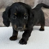 Cindy, a female Miniature Dachshund for sale in Fredericksburg, OH – Photo 3 of 4