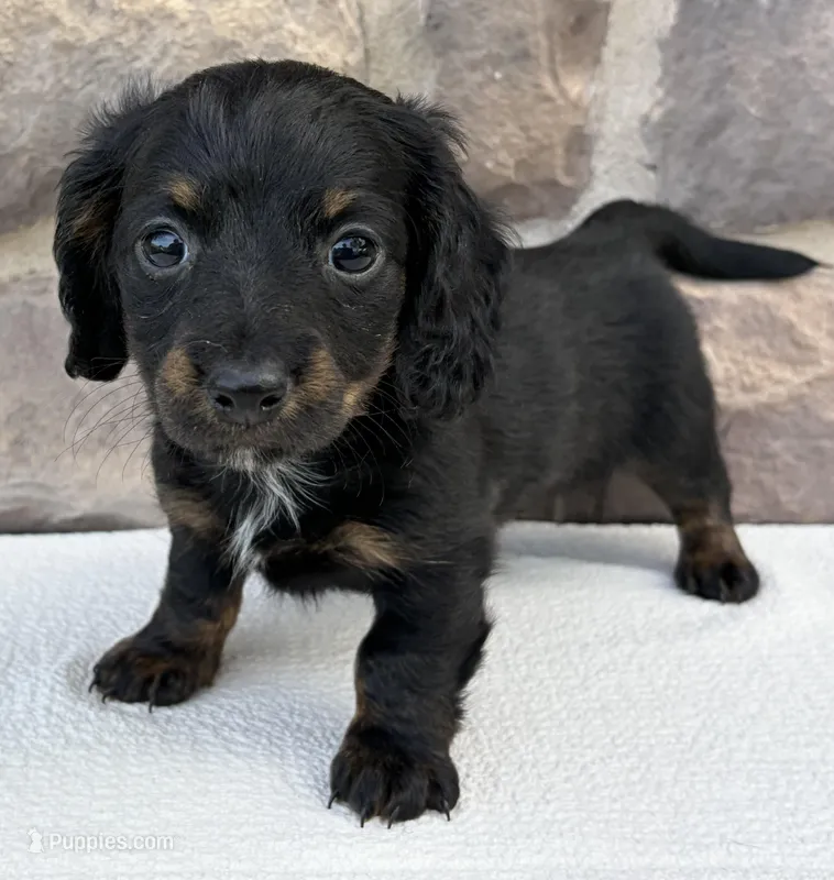 Cindy – Miniature Dachshund puppy for sale in Fredericksburg, OH