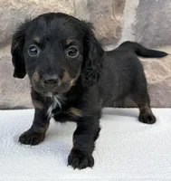 Cindy, a female Miniature Dachshund for sale in Fredericksburg, OH – Photo 1 of 4