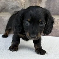 Cindy, a female Miniature Dachshund for sale in Fredericksburg, OH – Photo 2 of 4