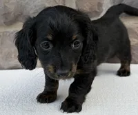 Cindy, a female Miniature Dachshund for sale in Fredericksburg, OH – Photo 4 of 4