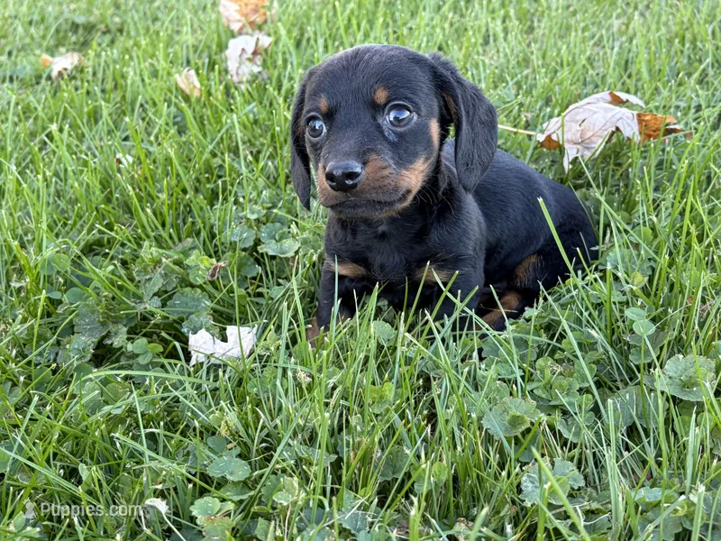 Justin – Miniature Dachshund puppy for sale in Fredericksburg, OH