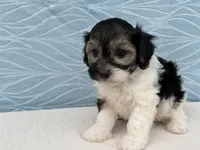Reno, a male Havapoo for sale in Fredericksburg, OH – 2 of 5
