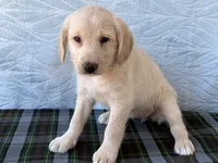 Rita, a female Miniature Labradoodle for sale in Fredericksburg, OH – 4 of 4