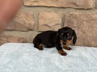 Bess, a female Miniature Dachshund for sale in Fredericksburg, OH – 3 of 4