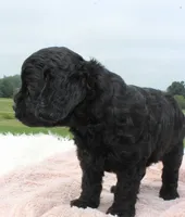 Tracy, a female Cavapoo for sale in Fredericksburg, OH – 4 of 5