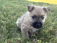 Coke, a male Cairn Terrier for sale in Fredericksburg, OH – 4 of 5