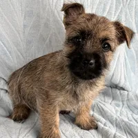 Diego, a male Cairn Terrier for sale in Fredericksburg, OH – Photo 1 of 4