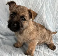 Diego, a male Cairn Terrier for sale in Fredericksburg, OH – Photo 2 of 4