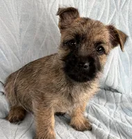 Diego, a male Cairn Terrier for sale in Fredericksburg, OH – Photo 3 of 4