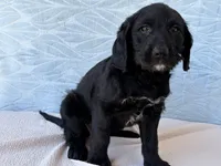 Roxy, a female Miniature Labradoodle for sale in Fredericksburg, OH – 2 of 4