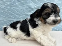 Ranger, a male Havapoo for sale in Fredericksburg, OH – 3 of 4