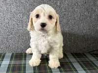 Blair, a female Cavachon for sale in Fredericksburg, OH – 4 of 4
