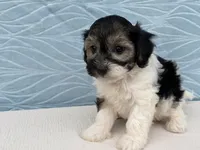 Reno, a male Havapoo for sale in Fredericksburg, OH – 5 of 5