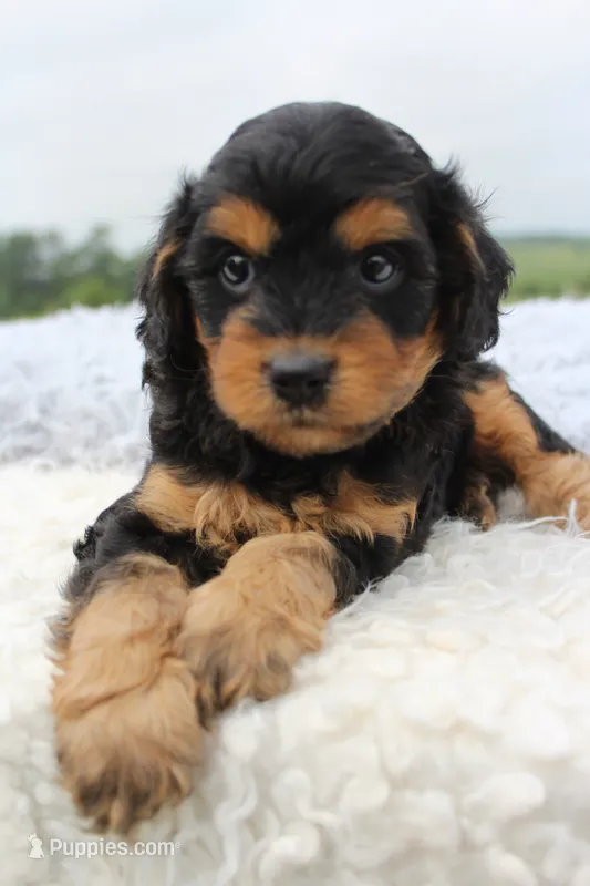 Toby – Cavapoo puppy for sale in Fredericksburg, OH