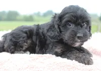 Magic, a female Cavapoo for sale in Fredericksburg, OH – 2 of 5
