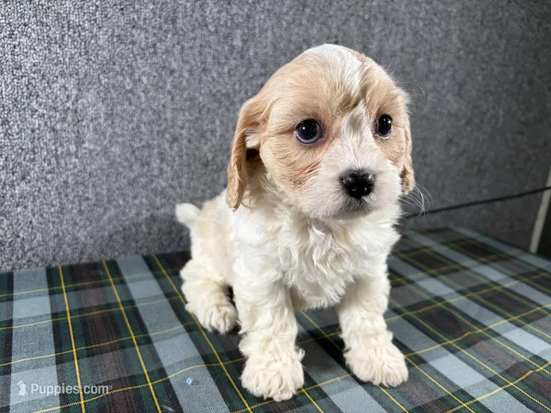 Biscuit – Cavachon puppy for sale in Fredericksburg, OH