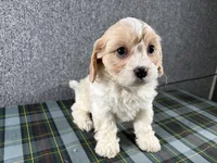 Biscuit, a female Cavachon for sale in Fredericksburg, OH – 1 of 4