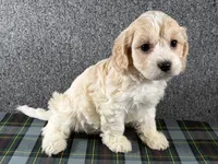 Beth, a female Cavachon for sale in Fredericksburg, OH – 2 of 4