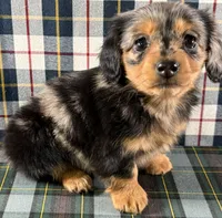 Rose, a female Miniature Dachshund for sale in Fredericksburg, OH – Photo 3 of 4