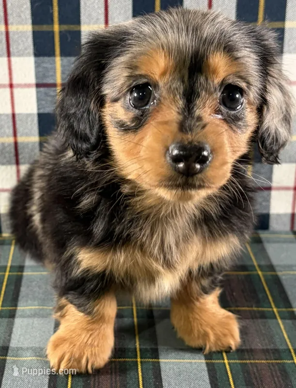 Rose – Miniature Dachshund puppy for sale in Fredericksburg, OH