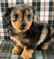 Rose, a female Miniature Dachshund for sale in Fredericksburg, OH – Photo 2 of 4