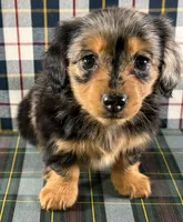 Rose, a female Miniature Dachshund for sale in Fredericksburg, OH – Photo 4 of 4