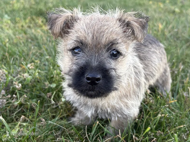 Coke, a male Cairn Terrier for sale in Fredericksburg, OH – 1 of 5
