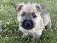 Coke, a male Cairn Terrier for sale in Fredericksburg, OH – 1 of 5