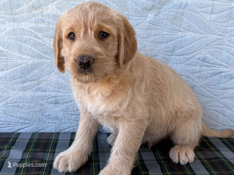 Randy – Miniature Labradoodle puppy for sale in Fredericksburg, OH