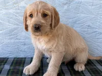 Randy, a male Miniature Labradoodle for sale in Fredericksburg, OH – 1 of 4