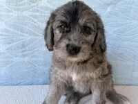 Rose, a female Miniature Labradoodle for sale in Fredericksburg, OH – 4 of 4