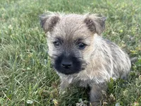 Coke, a male Cairn Terrier for sale in Fredericksburg, OH – 5 of 5