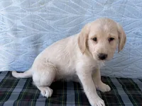 Rita, a female Miniature Labradoodle for sale in Fredericksburg, OH – 2 of 4