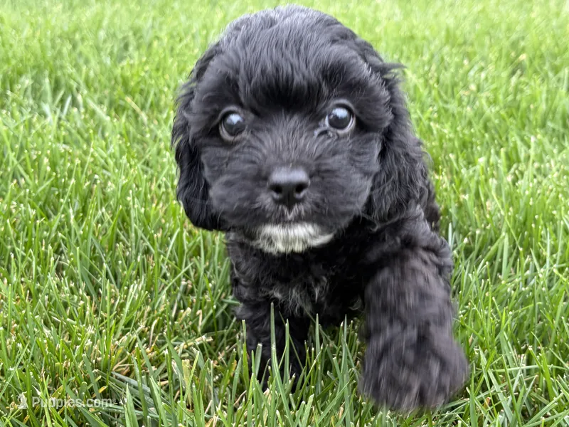 Milo – Cavapoo puppy for sale in Fredericksburg, OH