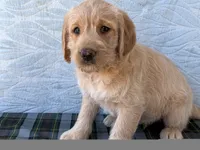 Randy, a male Miniature Labradoodle for sale in Fredericksburg, OH – 3 of 4