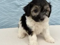 Reno, a male Havapoo for sale in Fredericksburg, OH – 3 of 5