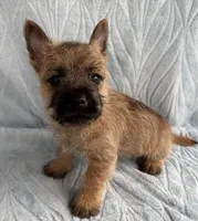 Dean, a male Cairn Terrier for sale in Fredericksburg, OH – Photo 2 of 4