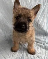 Dean, a male Cairn Terrier for sale in Fredericksburg, OH – Photo 4 of 4