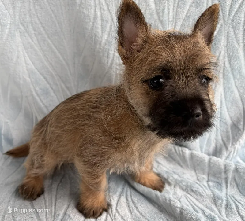 Dean – Cairn Terrier puppy for sale in Fredericksburg, OH