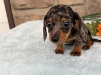 Barbie, a female Miniature Dachshund for sale in Fredericksburg, OH – 3 of 4